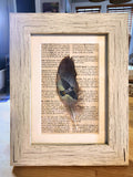 Peregrine Falcon