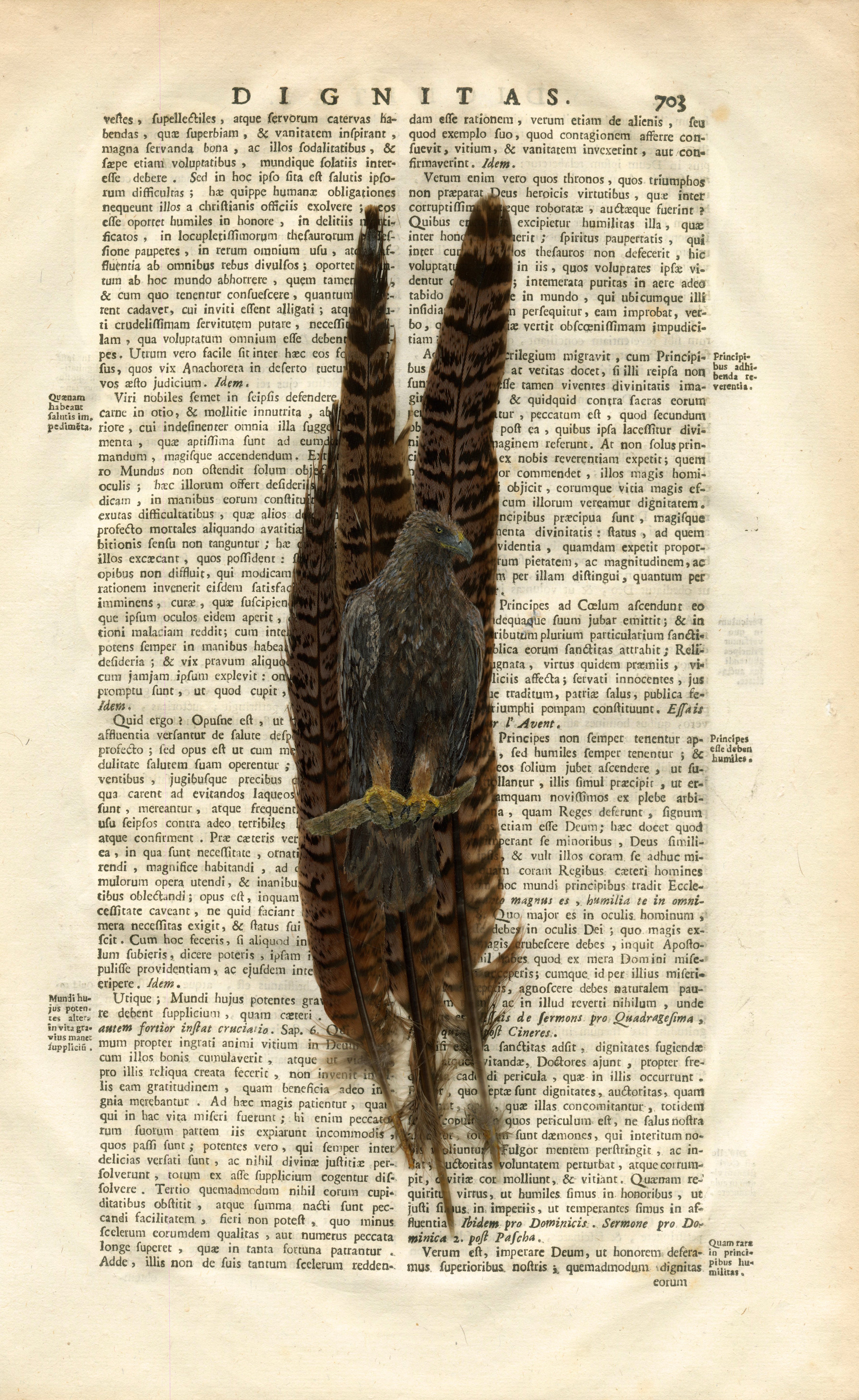 Custom Hand-Painted Feathers