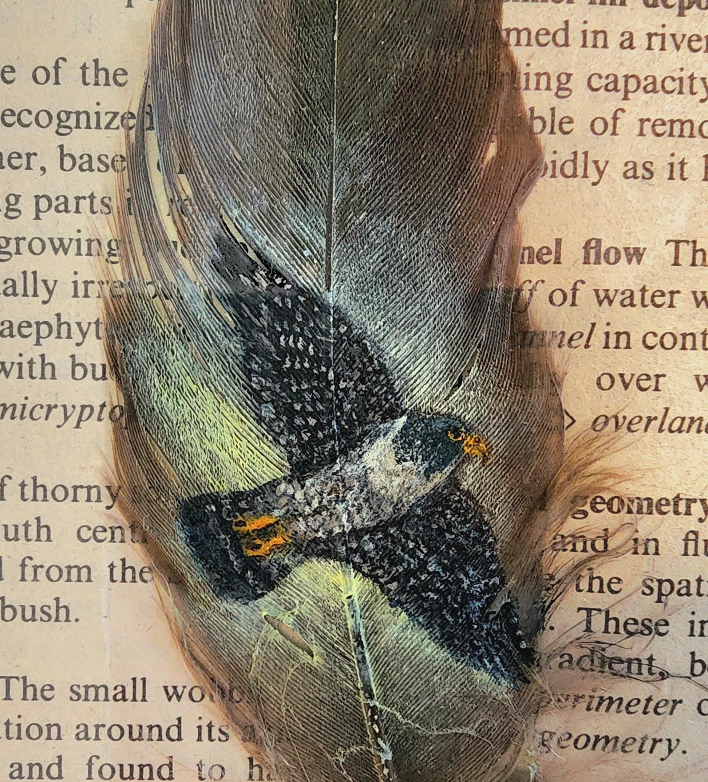 Peregrine Falcon