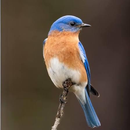 Eastern Blue Bird: Hand-Painted on Feather
