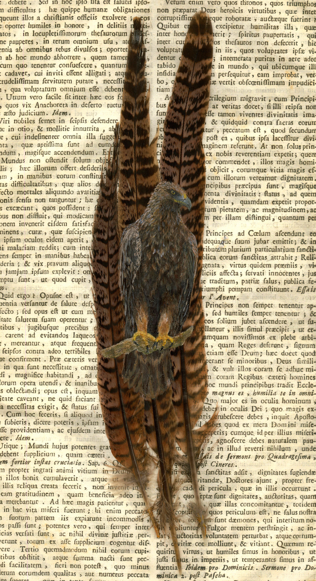 Eagle Eye